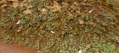 Myriophyllum verrucosum