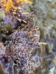 Amphiroa