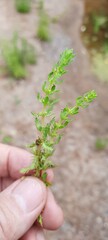 Myriophyllum verrucosum