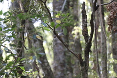 Petroica macrocephala macrocephala