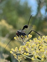 Aulacidae