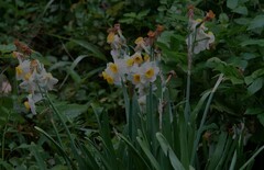 Narcissus tazetta