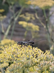 Aulacidae