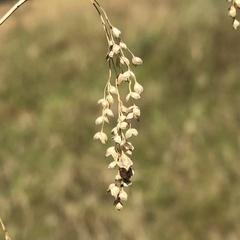 Chascolytrum subaristatum