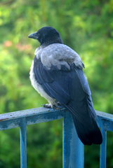 Corvus cornix