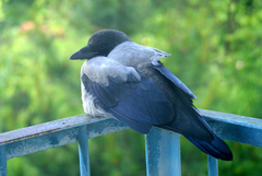 Corvus cornix