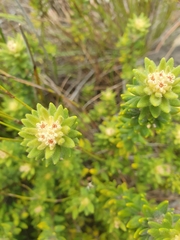 Phylica dioica