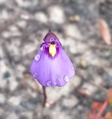 Utricularia dichotoma
