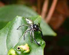 Hyllus