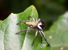 Hyllus