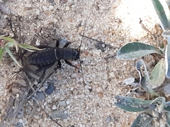 Teleogryllus commodus