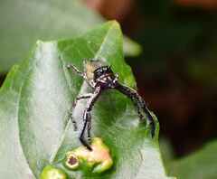 Hyllus