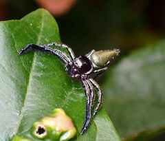 Hyllus