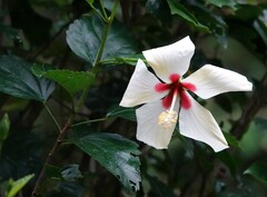 Hibiscus arnottianus