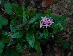 Pentas lanceolata