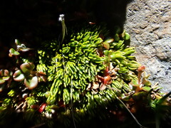 Kelleria laxa