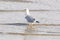Larus argentatus