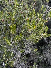 Erica multiflora