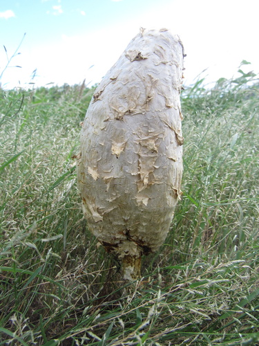 Podaxis, 2023-02-11