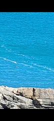 Cephalorhynchus hectori