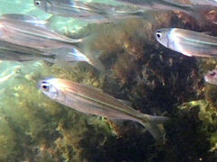 Atherinomorus vaigiensis