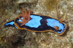 Chromodoris westraliensis