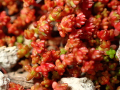 Crassula connata