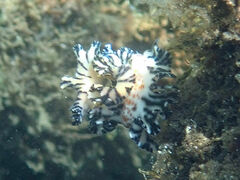 Maritigrella fuscopunctata