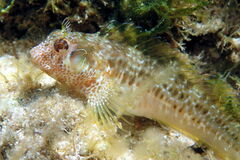 Parablennius postoculomaculatus