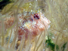 Parablennius postoculomaculatus