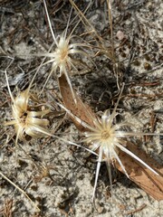 Podotheca angustifolia