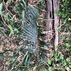 Macrozamia spiralis