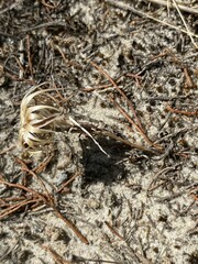 Podotheca angustifolia