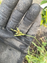 Juncus dichotomus