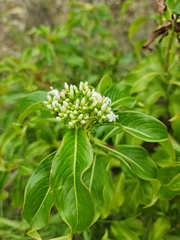 Rubiaceae