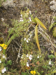 Euphrasia cuneata