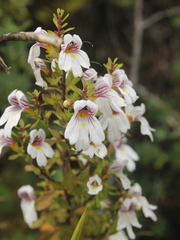 Euphrasia cuneata