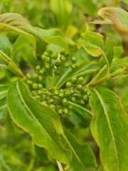 Rubiaceae