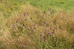 Carduus tenuiflorus