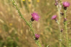 Carduus tenuiflorus