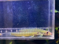 Fighting Loach photo 5