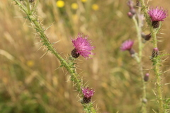 Carduus tenuiflorus