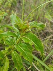 Rubiaceae