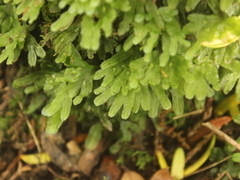 Symphyogyna hymenophyllum