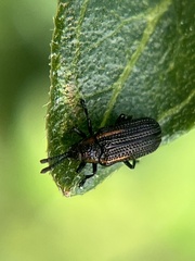 Microrhopala rubrolineata