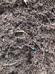 Diamma bicolor