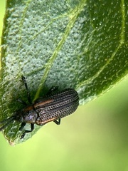 Microrhopala rubrolineata