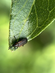 Microrhopala rubrolineata