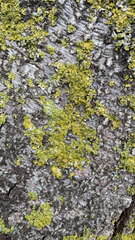 Xanthoria parietina