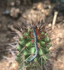 Scolopendra aztecorum
